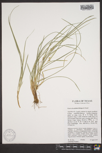 Carex edwardsiana image