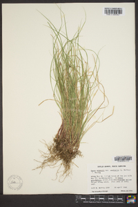 Carex emmonsii image