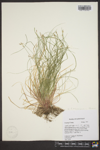 Carex emmonsii image