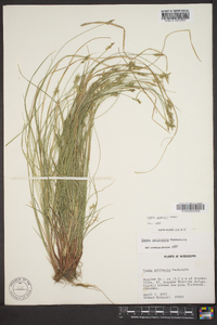 Carex emmonsii image