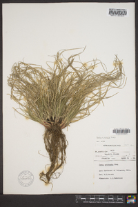 Carex emmonsii image