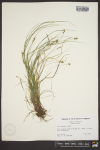 Carex emmonsii image