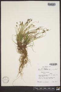 Carex emmonsii image