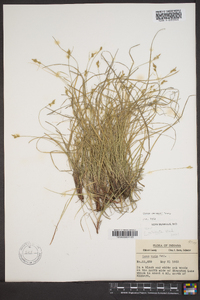 Carex emmonsii image