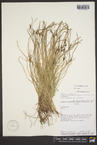 Carex emmonsii image