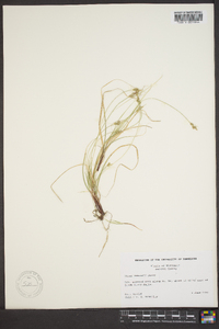 Carex emmonsii image