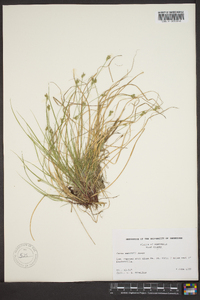 Carex emmonsii image