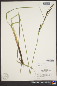 Carex angustata image