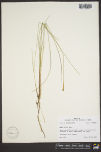 Carex exilis image