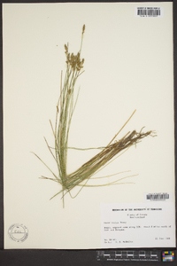 Carex exilis image