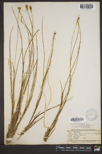 Carex exilis image