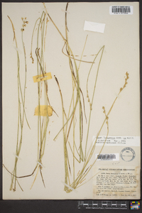 Carex festucacea image