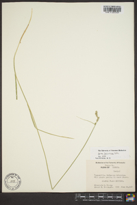 Carex festucacea image