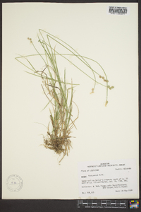 Carex festucacea image