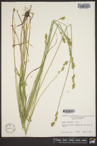 Carex festucacea image