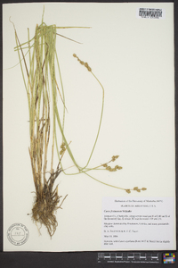 Carex festucacea image