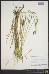 Carex festucacea image