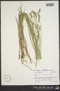 Carex festucacea image