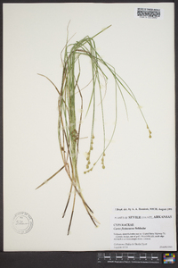 Carex festucacea image