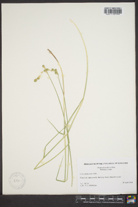 Carex festucacea image