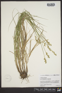 Carex festucacea image