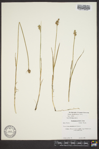 Carex festucacea image