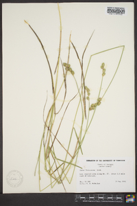 Carex festucacea image