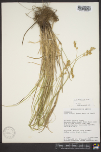 Carex festucacea image