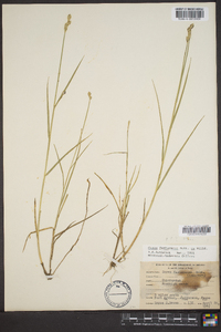 Carex festucacea image