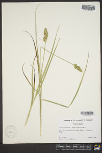 Carex fissa image