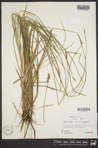 Carex fissa image