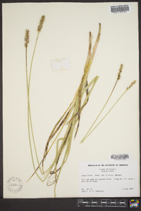 Carex fissa image