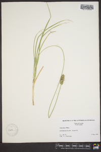 Carex fissa image