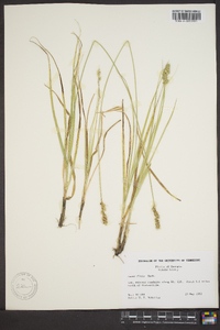 Carex fissa image