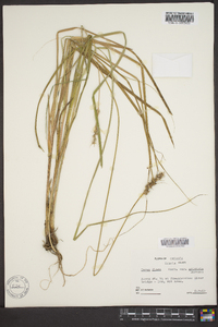 Carex fissa image