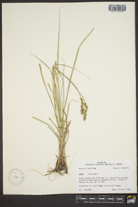 Carex fissa image