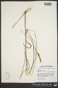 Carex fissa image