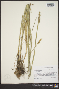 Carex fissa image