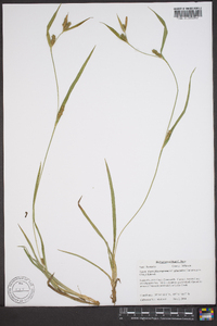 Carex flaccosperma image