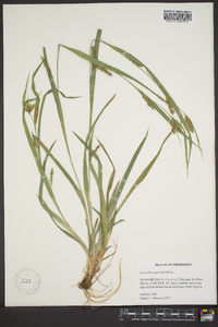 Carex flaccosperma image