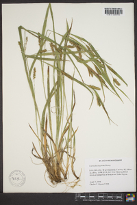 Carex flaccosperma image