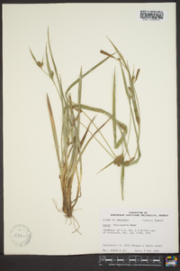 Carex flaccosperma image