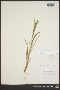 Carex flaccosperma image