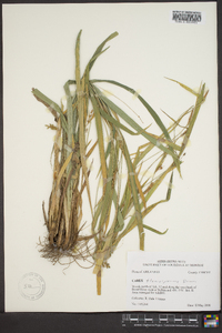 Carex flaccosperma image