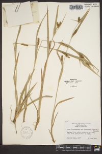 Carex flaccosperma image