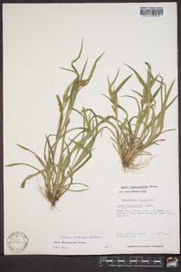 Carex flaccosperma image