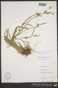 Carex flaccosperma image