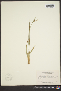 Carex flaccosperma image