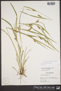 Carex flaccosperma image