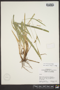 Carex flaccosperma image